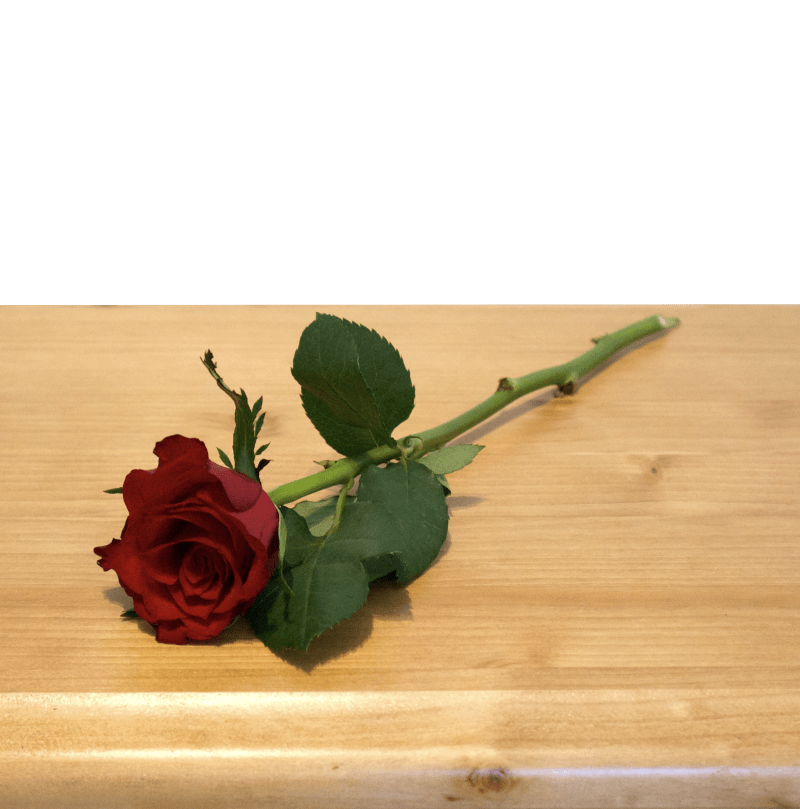 Rose Einzel